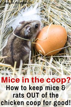 mice in the chicken coop! Keeping Mice Out Of Chicken Coop, Mice In Chicken Coop, How To Get Rid Of Mice In Chicken Coop, Keep Mice Out Of Chicken Coop, How To Keep Mice Out Of Chicken Coop, Rat Proof Chicken Coop, How To Get Rid Of Rats In Chicken Coop, Inside Of Chicken Coop Ideas, Keep Chickens Out Of Garden