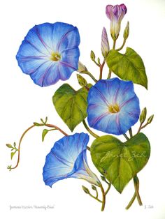 Hur Man Ritar Blommor, Morning Glory Tattoo, Blue Morning Glory, Morning Glory Flowers, Botanical Floral Art, Morning Glories, Hur Man Målar, Plant Drawing