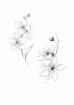 two flowers are shown in black and white, with one flower on the left side