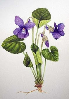 watercolor painting of purple flowers with green leaves