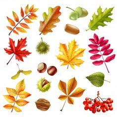 various autumn leaves and acorns on a white background - decorative objects objects / objects