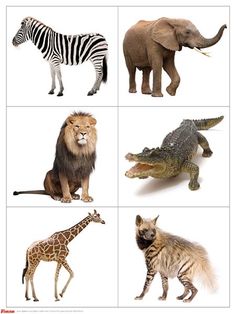 there are many different types of animals on this page, including giraffes and zebras