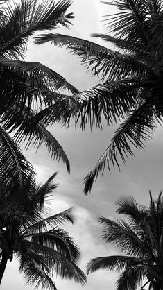 black and white photograph of palm trees with clouds in the background