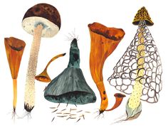 a group of different types of mushrooms on a white background