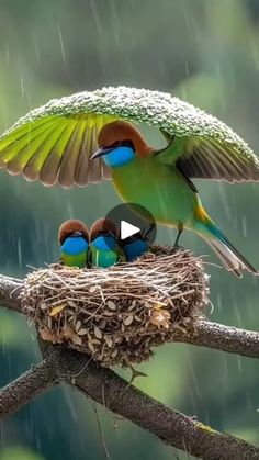 two birds are sitting on top of a nest in the rain with their wings spread