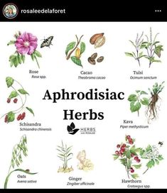 an image of some plants and flowers with the words aphrodiac herbs