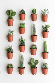 many different kinds of cactus in small pots