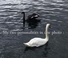 two black and white swans swimming on top of the water with caption that reads, my two personalities in one photo