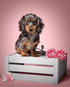 a small dog sitting on top of a wooden crate with flowers in front of it