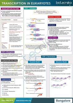 a poster with information about transcription in eukarotes, including the following words