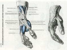 an image of a hand and wrist with the muscles labeled in blue on white paper