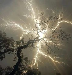 a tree with lots of lightning in the sky