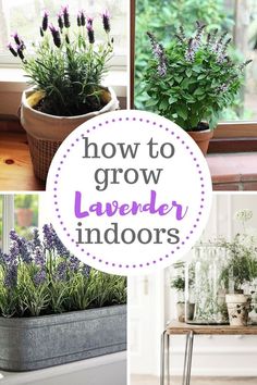 several different types of lavender plants in pots and on the windowsill with text overlay that says how to grow lavender indoors