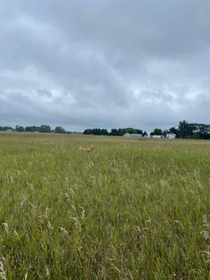 an open field with tall grass and trees in the distance, on a cloudy day