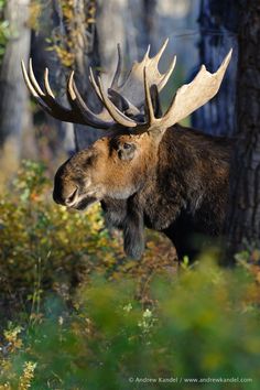 a moose with large antlers standing in the woods