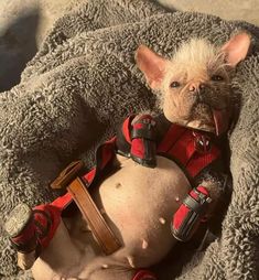 a hairless dog dressed in red and black clothes laying on top of a bed