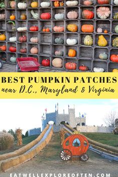 the best pumpkin patches near d c maryland and virginia