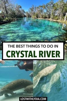 the best things to do in crystal river