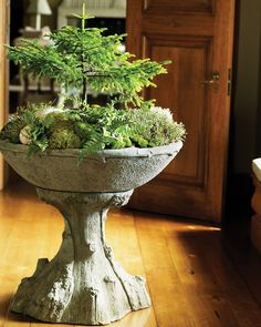 a potted plant sitting on top of a wooden floor next to a door way