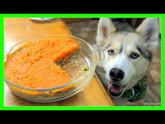 a dog sitting next to a bowl of food on top of a wooden table with a green border