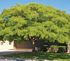 a large green tree sitting in front of a house on the side of a road