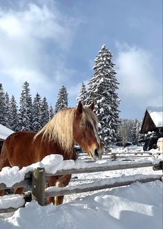 a brown horse standing on top of snow covered ground next to a fence and trees