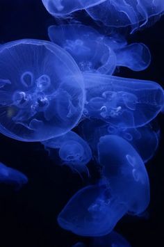 some very pretty blue jellyfish in the dark water with their heads turned to look like they are floating