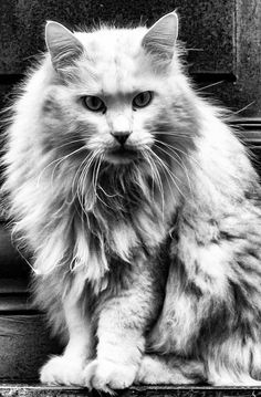 black and white photograph of a fluffy cat sitting on the steps in front of a door