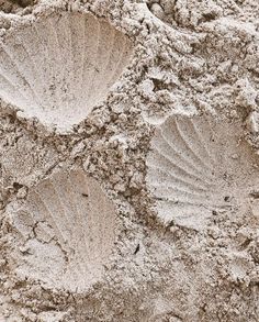 three seashells are in the sand on the beach