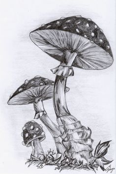 a pencil drawing of two mushrooms on the ground