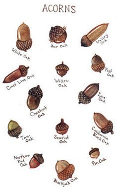 an acorns poster with different types of acorns