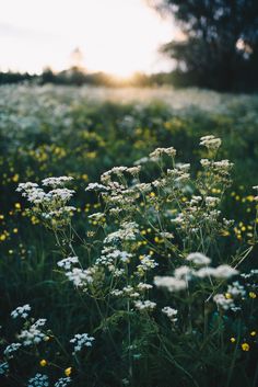 the sun is shining on some wildflowers