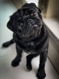 a small black pug sitting on top of a white floor next to a window