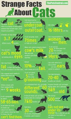 a poster with cats and other animals on it's back cover that says strange fact about cats