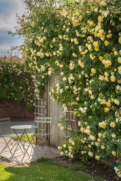 yellow roses are growing on the side of a building with a table and chairs next to it