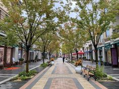 an empty street with benches and trees lining the sidewalks in front of shops on both sides