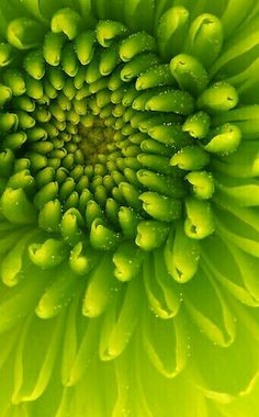 the center of a large green flower with drops of water on it's petals