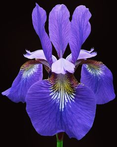 a purple flower with green stems on a black background