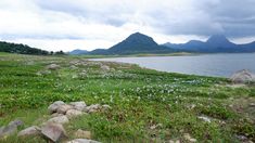 a grassy field with rocks and flowers near the water