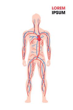 the human body is shown with blood vessels running through its heart and veins in it