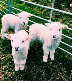 three lambs standing in the grass behind a fence