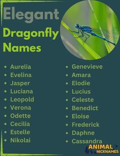 a poster with the names of different types of dragonflys