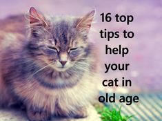 a cat with its eyes closed and the words 16 top tips to help your cat in old age