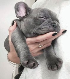 a person holding a small gray dog in their arms with it's eyes closed