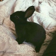 a small black rabbit sitting on top of a bed