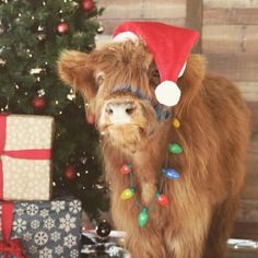 a brown cow wearing a santa hat next to a christmas tree with presents on it