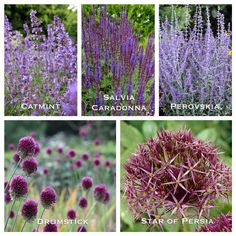 four different types of flowers are shown in this image, including purple and green plants