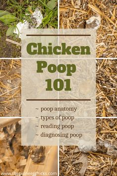 chicken poop 101 with text overlay