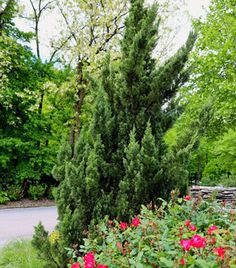 some very pretty flowers and trees by the road