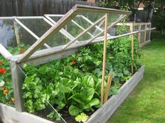 a garden filled with lots of green plants